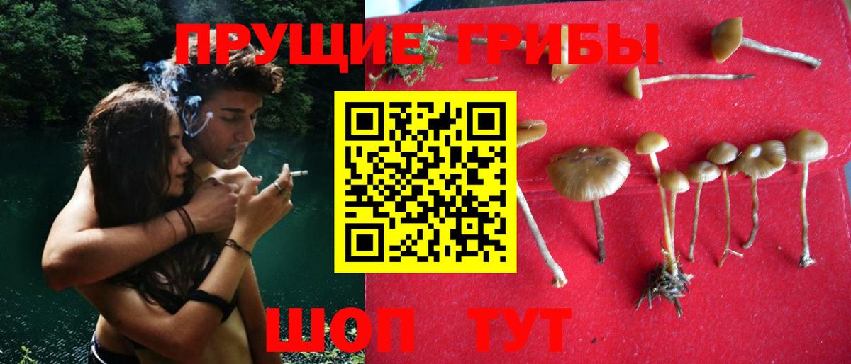 Псилоцибиновые грибы Psilocybe Таганрог